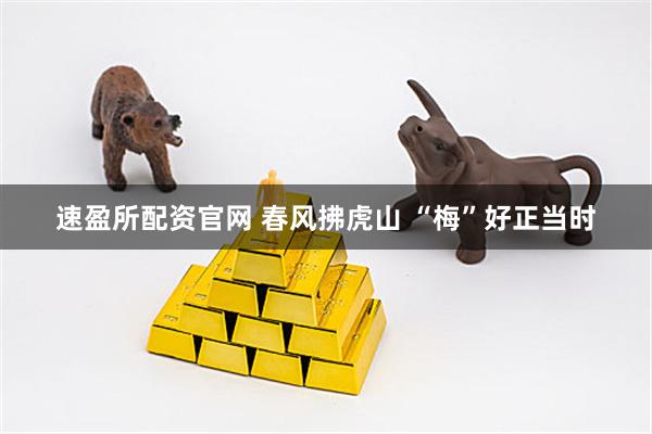 速盈所配资官网 春风拂虎山 “梅”好正当时