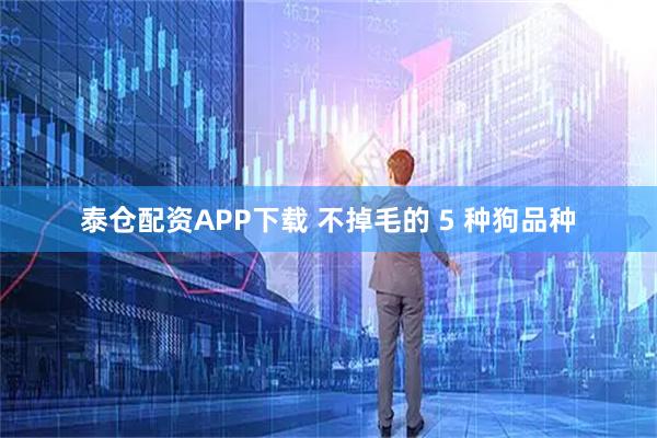 泰仓配资APP下载 不掉毛的 5 种狗品种
